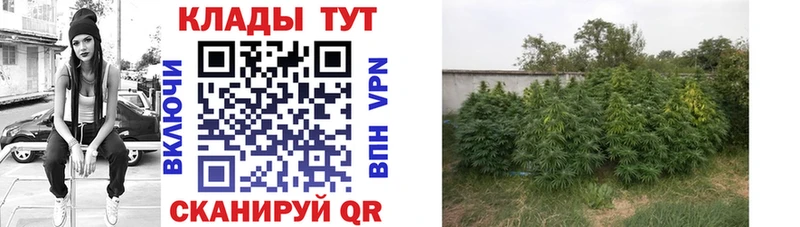 Где купить Сасово A-PVP  ГАШИШ 